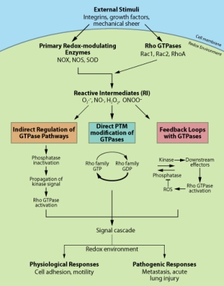 Redox schematic representation and crosstalk between GTPase pathways